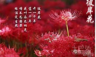 彼岸花含义 彼岸花的传说与花语